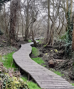 Boardwalk in Donkey Wood