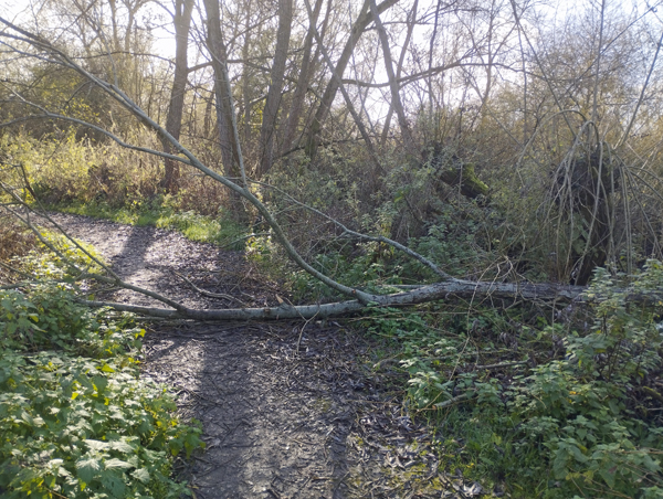 LL11 Fallen tree north of Slough Arm