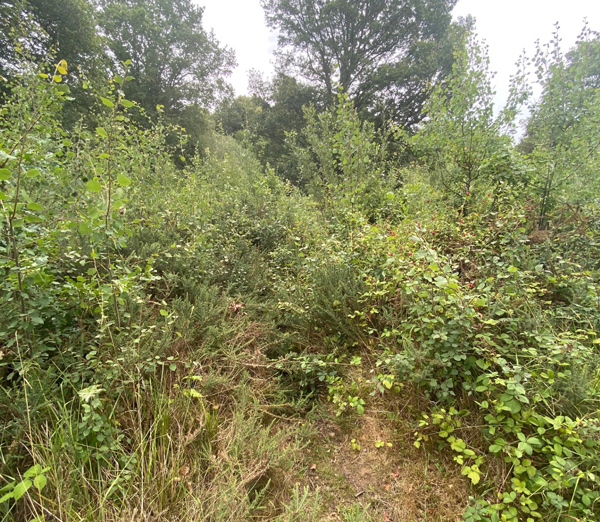 LL20 Overgrown path