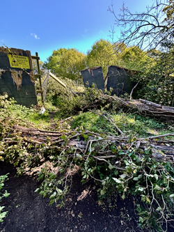 LL20 Two fallen trees by Vicarage Lane Chigwell