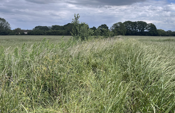 LL21 Crop planted to edge of field