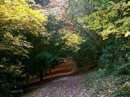 Devilsden Wood