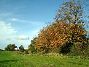 Autumn colours south of Harefield